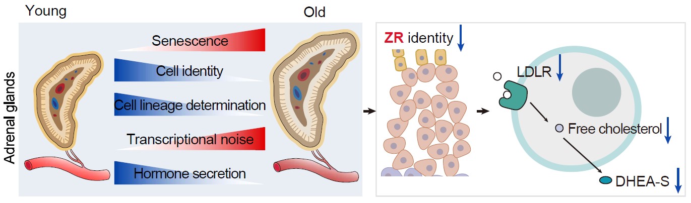 亚星游戏·yaxin222(中国官网)_亚星注册登录